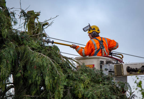 How Our Tree Care Process Works  in  Cynthiana, KY