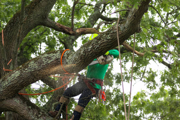 Cynthiana, KY Tree Care Company